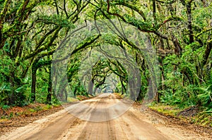 Tunnel of oaks, Botany Bay, South Carolina photo