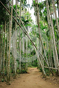 Tunnel palms in Palm garden, Thailand