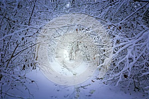 Tunnel path in dense forest, view on a winter day