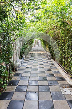 Tunnel pathway covered with green leaves