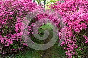 Tunnel of Pink Azalea Bushes in Spring Bloom in Maryland Garden