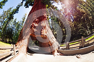 Tunnel through sequoia in Redwood National Park