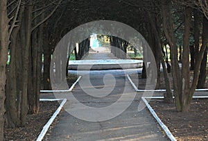 Tunnel from shaded path framed by thuja trunks and branches at the beautiful autumn park.