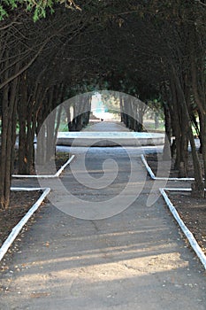 Tunnel from shaded path framed by thuja trunks and branches at the beautiful autumn park.