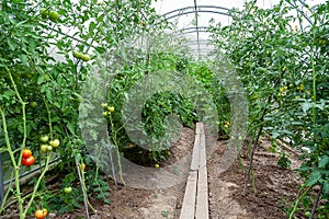 Tunnel shaped plastic greenhouse with green tomatos
