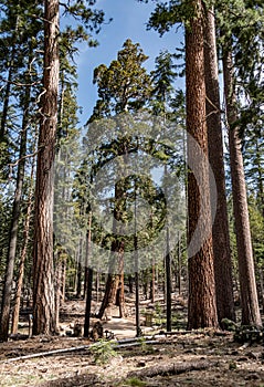 Tunnel Tree Giant Sequoia in Yosemite NP