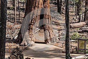 Tunnel Tree Giant Sequoia in Yosemite NP