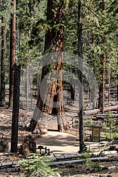 Tunnel Tree (Giant Sequoia) in Yosemite NP