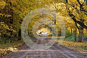 Tunnel of Trees