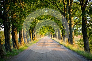 Tunnel of trees