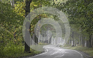 Tunnel of trees along scenic byway 119 near Harbor springs, Michigan