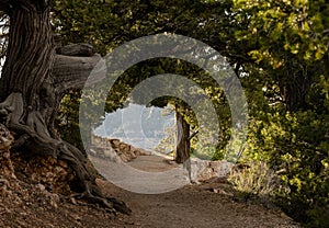 Tunnel Of Trees Along The Transept Trail Along The North Rim Of Grand Canyon