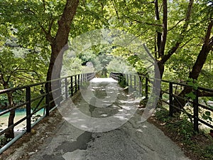 Tunnel of trees in Aristi village river Voidomatis greece in summer