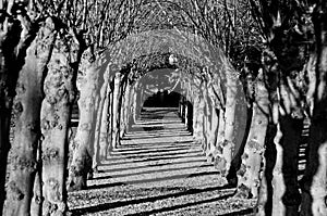 Tunnel of trees in black and white