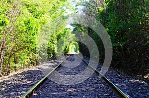 Tunnel of trees and bushes formed by trains. Railroads way perspective on forest