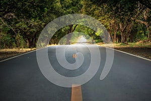 The tunnel of trees on the curve road in Thailand