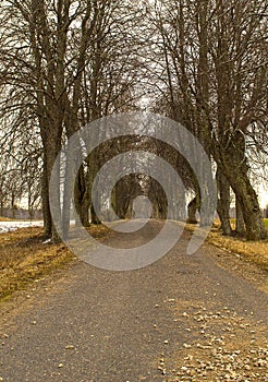 Tunnel from trees hanging on autumn road