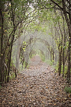 A tunnel of trees on a leafy pathway