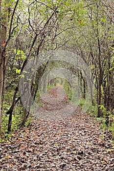 A tunnel of trees on a leafy pathway