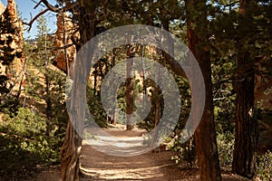 Tunnel Of Trees Line The Trail At The Bottom Of Bryce Canyon