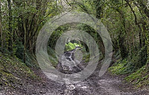 Tunnel of trees towards Halnaker Windmill in West Sussex