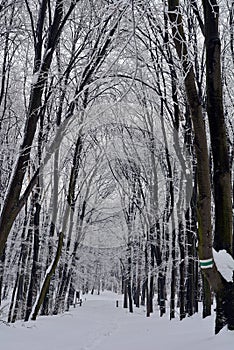 Tunnel of trees in the winter idyll