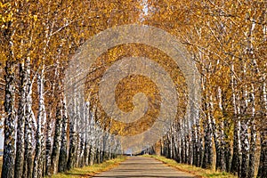 Tunnel with two lines of yellowed birch trees