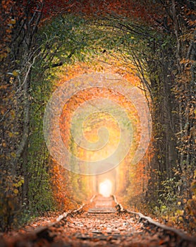 The tunnel under the railway is formed by tree branches. Tunnel of love