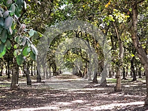 Tunnel View of Walnut Orchards