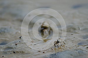 Tunnelling mud crab.