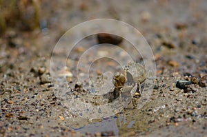 Tunnelling mud crab.