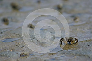 Tunnelling mud crab.