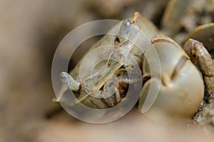 Tunnelling mud crab.