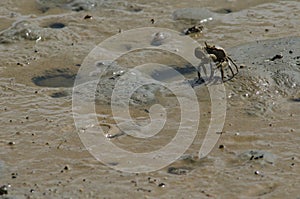Tunnelling mud crab feeding.