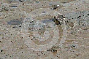 Tunnelling mud crab feeding.