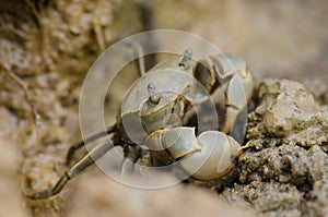 Tunnelling mud crab feeding.