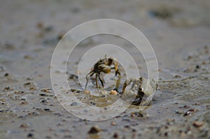 Tunnelling mud crabs.