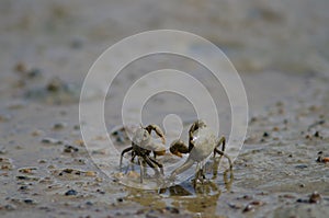 Tunnelling mud crabs threatening each other.