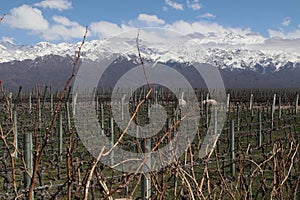 Tunuyan Mendoza vineyards with Andes mountains at background