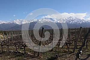 Tunuyan Mendoza vineyards with Andes mountains at background