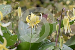 Tuolumne Dog Tooth Violet Erythronium tuolumnense, yellow flower