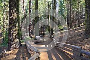 Tuolumne Grove Trail