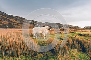 Tup on Donegal Cliffs in Ireland