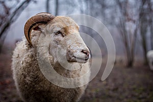 Tup mammal in the forest