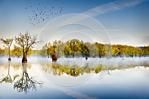 Tupelo Gums and Overhead Ducks photo