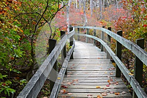 Tupelo Trail at Ferry Beach State Park