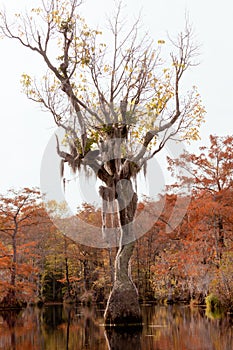 Tupelo tree Nyssa aquatica Merchant Millpond NC US