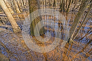 Tupelo Trees Growing in the Wetlands photo