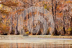 Tupelo wetland Merchants Millpond NC State Park US