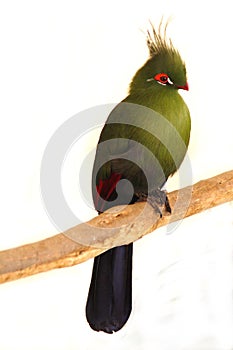 Turaco